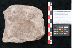 Foto (Objekt + Etikett) von Alnus novae zeelandiae Ettingshausen (NHMW-GEO-2024-0188-10197)